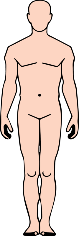 Vista frente del cuerpo